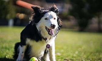 Four-legged friends at home