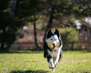 Un Border Collie court avec une balle dans la bouche sur un pré.