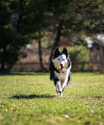 Aktiver Border Collie apportiert einen Ball