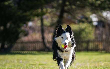Homme et chien dans le salon confortable de l'hôtel à Gstaad