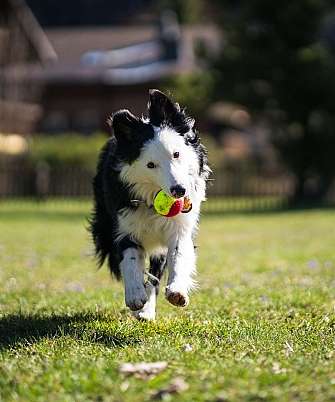 Border Collie rennt mit Tennisball über die Wiese im Garten
