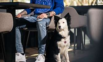 Man with Border Collie in the cosy living area of a wooden hotel in the mountains
