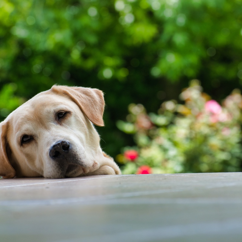 Hunde