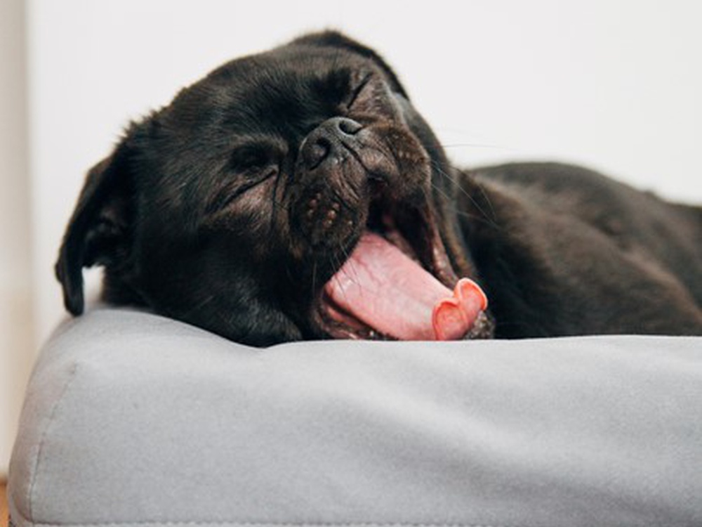 Offre spéciale en novembre: les chiens logent gratuitement